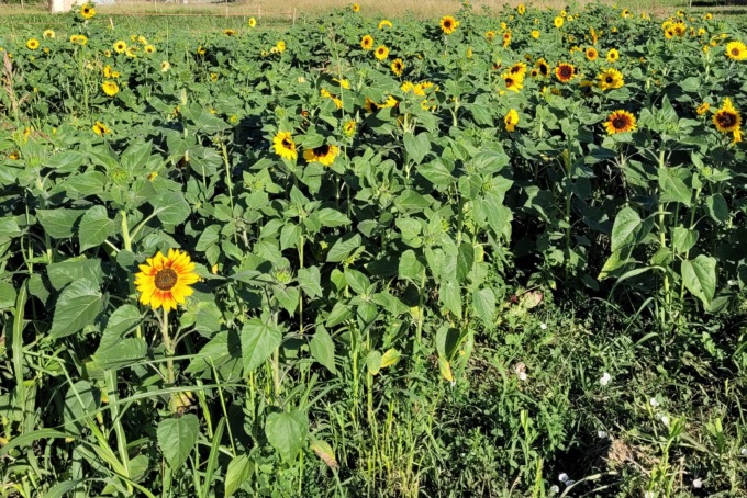 A Tulipania la siccità picchia duro: il settanta per cento dei girasoli sono morti