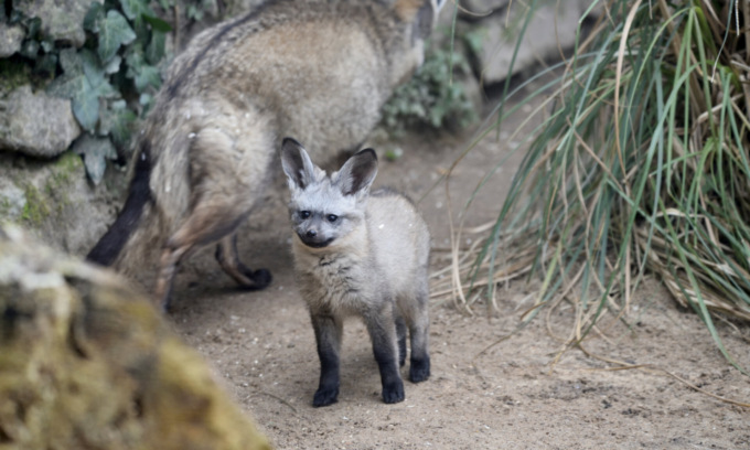La piccola volpe Moa trasferita dalle Cornelle allo Zoo Boissiere in Normandia