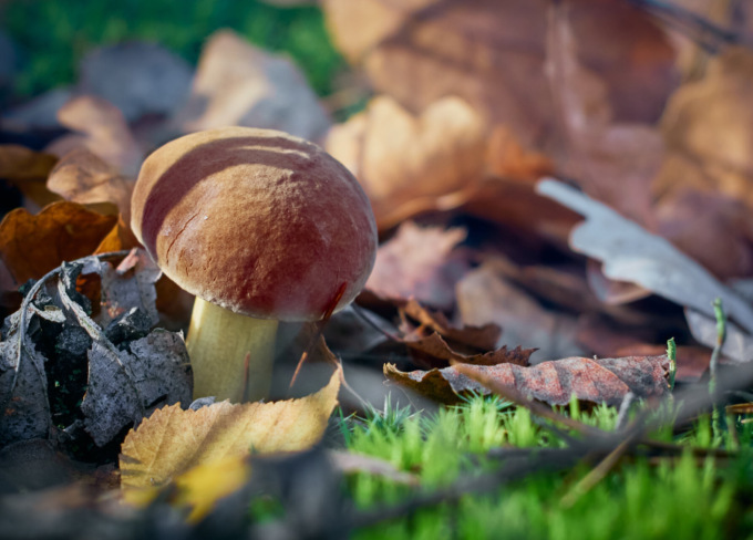 In Bergamasca non ci sono più funghi. Colpa delle temperature elevate e della siccità