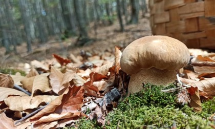 Caldo e siccità: in Bergamasca non mancano solo i funghi, non c'è vita nel sottobosco