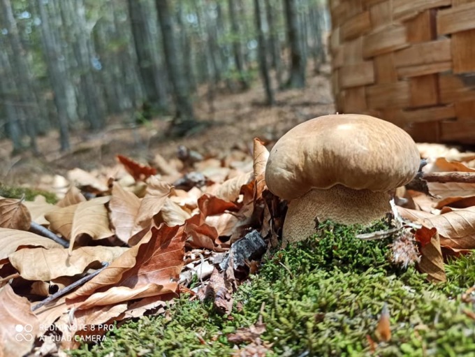 Caldo e siccità: in Bergamasca non mancano solo i funghi, non c’è vita nel sottobosco