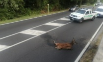 Cervo ferito blocca il traffico lungo la Lecco-Bergamo. L'animale è stato soccorso