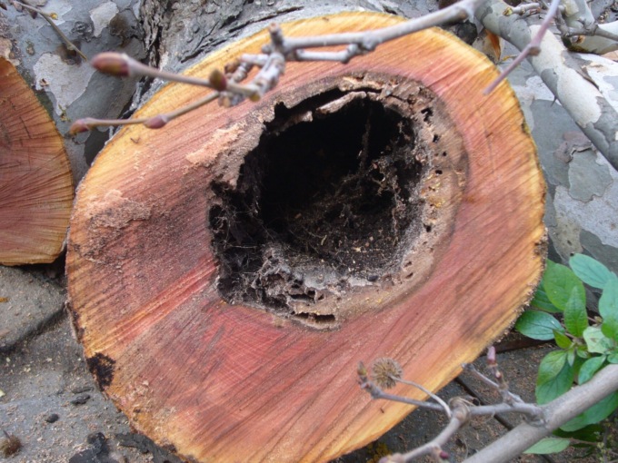 Abbattute otto piante malate in via XXIV Maggio: colpevole il “cancro colorato” del platano