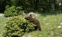 Allarme orso lanciato da un cacciatore a Lenna, i carabinieri forestali: «Segnalazione non verificabile»