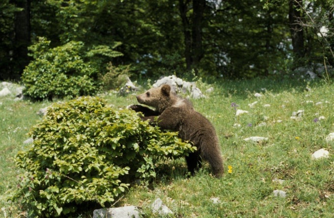 Allarme orso lanciato da un cacciatore a Lenna, i carabinieri forestali: «Segnalazione non verificabile»