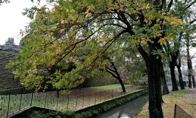 La rabbia del sindaco di Cividate per l’ennesimo furto di alberi da frutto nel parco pubblico