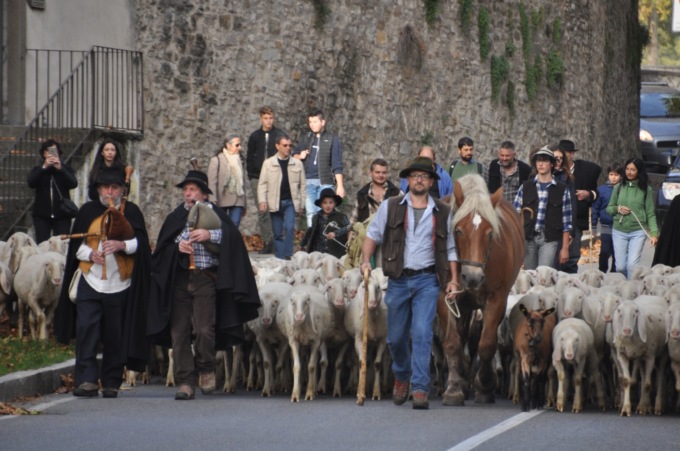 Transumanza dei Bergamini: Stezzano vieta passaggio in centro e Malanchini s’arrabbia
