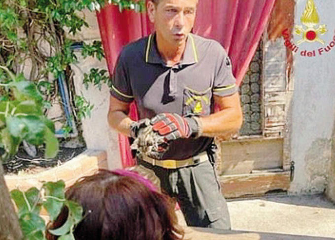 Nembro, un gattino bloccato nella tubatura è stato salvato dai Vigili con un… würstel
