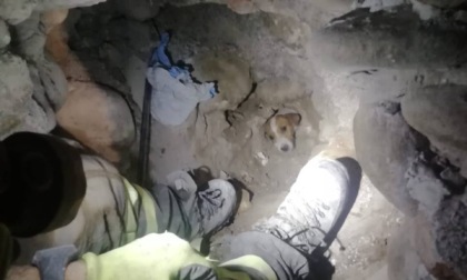 Cagnolina insegue una lepre e finisce in un pozzo: salvata dai vigili del fuoco