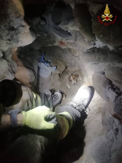 Cagnolina insegue una lepre e finisce in un pozzo: salvata dai vigili del fuoco