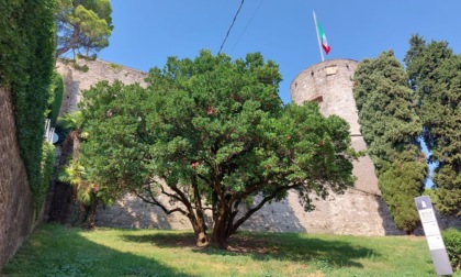 Ora anche Bergamo ha i suoi alberi monumentali (ecco dove sono)