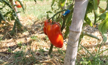 Gli orti piacciono tanto ai bergamaschi: domenica festa ad Astino