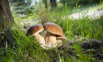 10 frasi in bergamasco sui funghi