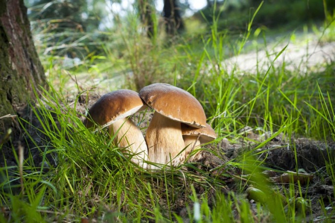 10 frasi in bergamasco sui funghi