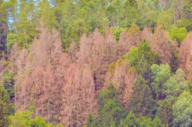 I nostri boschi di abeti rossi stanno morendo, è allarme sulle montagne bergamasche