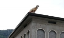 «C'è una pecora sul tetto. E pure tre capre»: l'incredibile fuori programma in centro storico a Gandino