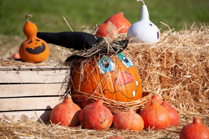 Sono pronte le zucche di Tulipania, e il campo è pronto ad accogliere l’autunno