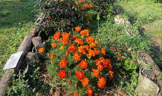 Caldo anomalo chiama aria aperta: all’Orto Botanico di Bergamo tante attività