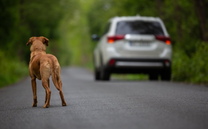 Lo strano e preoccupante aumento di cani abbandonati ad Arzago, su cui ora si indaga