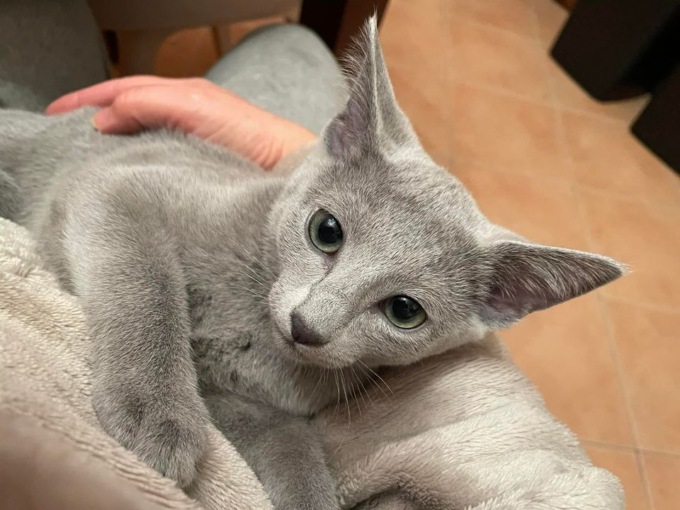 È bergamasca la gatta più bella del mondo