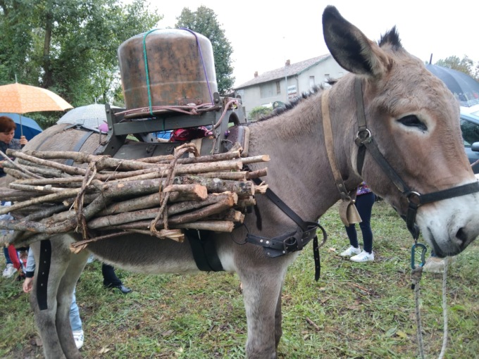 Muli ed asini si meritano un festival: a Bergamo weekend fra storia e buona cucina
