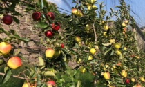 Festa della Mela Val Brembana, a Moio de' Calvi due giornate fra sapori e colori