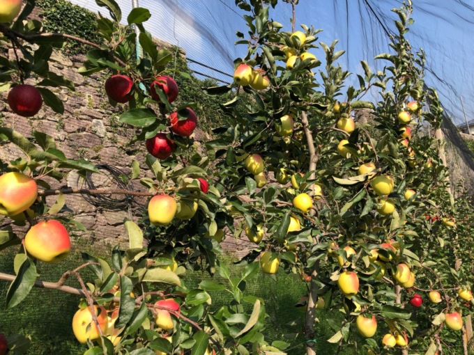 Festa della Mela Val Brembana, a Moio de’ Calvi due giornate fra sapori e colori