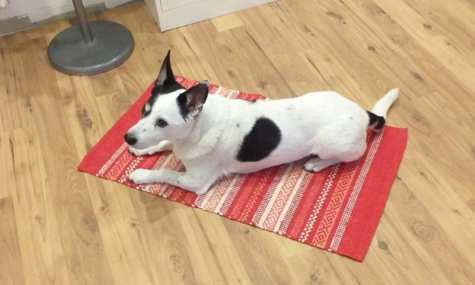 Un’auto pirata investe e uccide un cane sulle strisce pedonali nel Lecchese