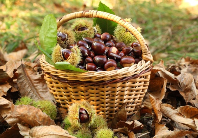 10 frasi in bergamasco sulle castagne