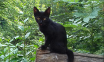 Sacrifici rituali di gatti neri ad Halloween, alcune "gattare" sospendono le adozioni