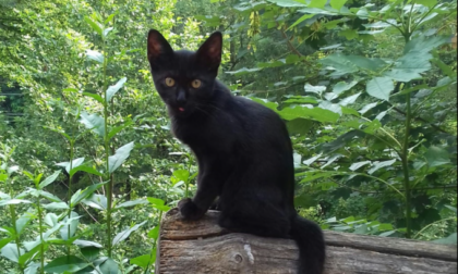 Gatti neri a rischio nella notte di Halloween, Aidaa: Ronde anche in  Toscana nelle zone di satanismo - SerchioInDiretta
