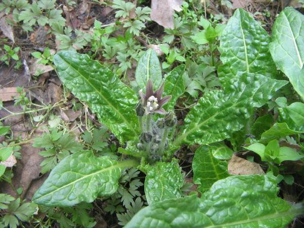 Foglie di mandragora (velenosa) scambiate per spinaci, due presunti casi a Bergamo
