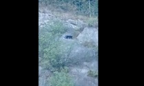Il video che mostra un grosso felino a Solto Collina: è tornata la pantera delle Torbiere?
