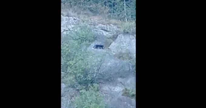 Il video che mostra un grosso felino a Solto Collina: è tornata la pantera delle Torbiere?