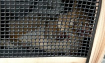 Canonica d'Adda, scoiattolo investito e poi rimasto incastrato in un'auto: è salvo