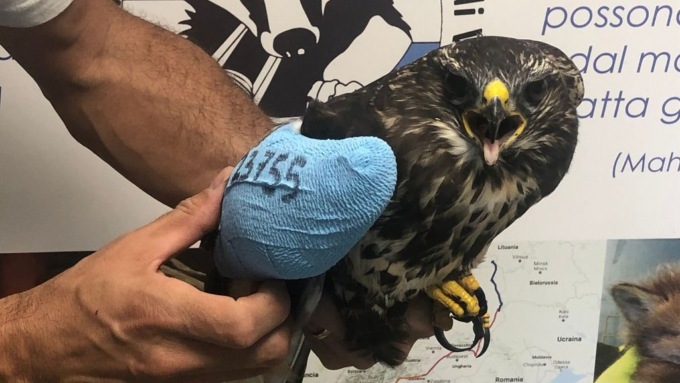 Poiana ferita da un colpo di fucile: ricoverata e curata al Cras Wwf di Valpredina