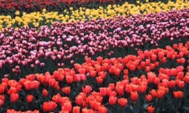 Nei campi attorno al Santuario di Caravaggio spunteranno 35mila tulipani