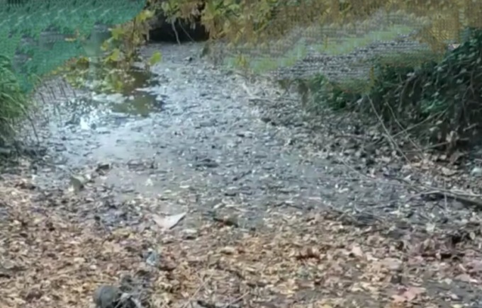 Rifiuti e pesci morti. Il torrente Morla a Zanica è diventato ormai una discarica