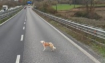 Il video del cagnolino salvato da un camionista lungo la superstrada