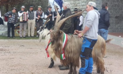 Mostra regionale della capra orobica, anche la Bergamasca compete per il titolo