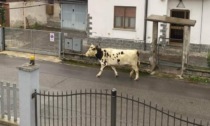Una mucca a spasso per strada a Cividate
