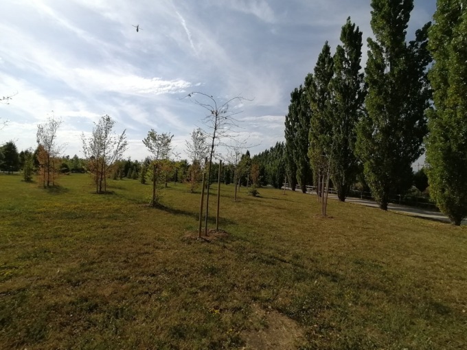 Su quasi 1.300 alberi piantati in città, il 22 per cento è morto quest’estate