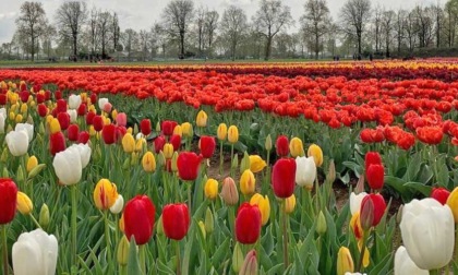 A Castel Cerreto migliaia di tulipani in fiore: aprono i campi per l'autoraccolta