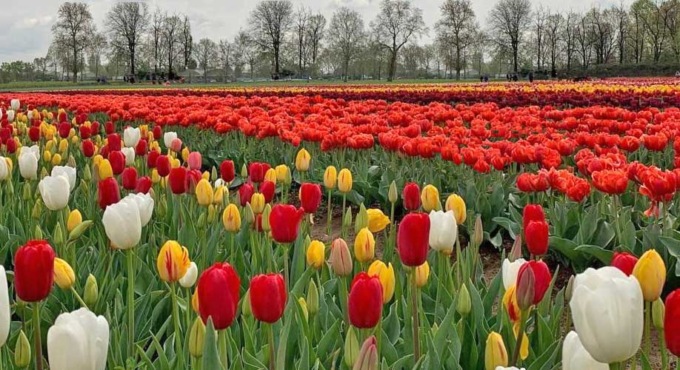A Castel Cerreto migliaia di tulipani in fiore: aprono i campi per l’autoraccolta