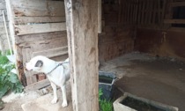 Cani maltrattati o tenuti legati con catene: multati due proprietari della Bassa