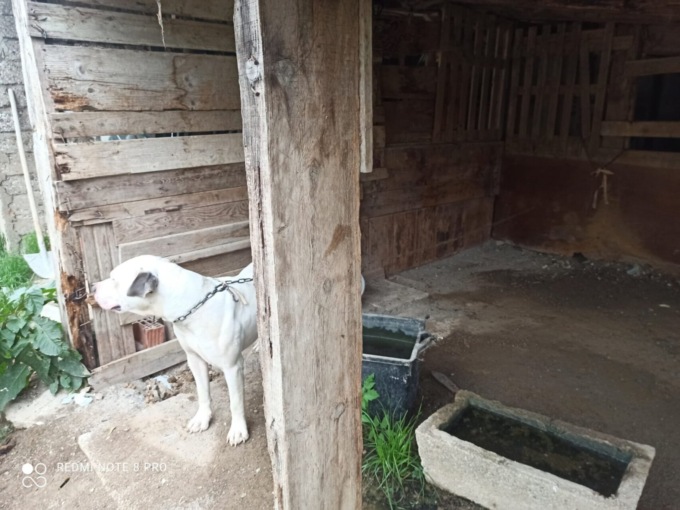 Cani maltrattati o tenuti legati con catene: multati due proprietari della Bassa