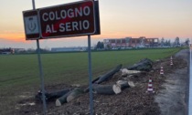 Taglio di alberi sani sulla Francesca tra Cologno e Ghisalba: l'ha deciso la Provincia