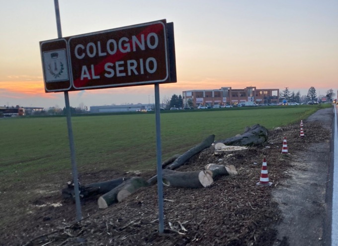 Taglio di alberi sani sulla Francesca tra Cologno e Ghisalba: l’ha deciso la Provincia