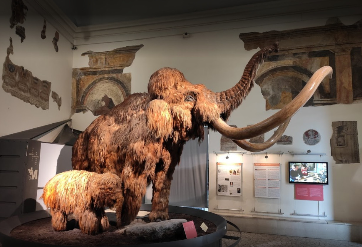 Museo Caff_Mammut