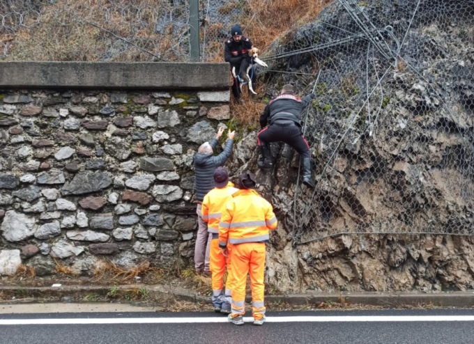 Carabinieri salvano un cane che si era perso in una zona impervia tra Casnigo e Ponte Nossa